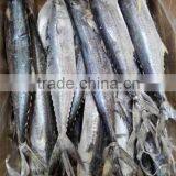 Frozen Whole Round IQF Frozen Spanish Mackerel Fish thumbnail-4