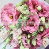 Fresh promotional touchhealthy supply hybrid lisianthus seeds