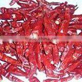 Hot Chillies thumbnail-1