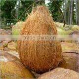 Price of Coconut for Buy thumbnail-5