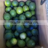 Fresh Lime lemon seedless - high quality from Vietnam
