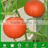 PU05 Hongli No.2 f1 Hybrid Orange Round Pumpkin Seeds for Planting, 2 to 4kgs in Weight, Powdery Mildew Resistant thumbnail-1