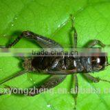 Rich Nutrition Microwave Dried Crickets thumbnail-1