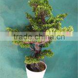 Home Garden Decoration 50cm to 160 cm Hight Small Indoor Canadian Artificial Green Pot Plastic Similar Pine Trees ELSPZ02 0904 thumbnail-3