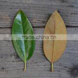 Real Preserved Magnolia Leaves Magnolia Branches for Export thumbnail-3