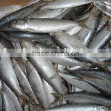 sardine food used in canning