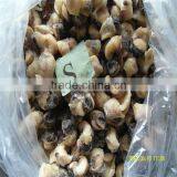 Frozen Best Seafood and Conch Shell Ring thumbnail-1