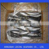 Frozen Whole Round Scad(muroaji)