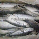 New Catching Wholesale Frozen Japanese Jack Mackerel thumbnail-2