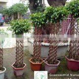 Ficus Cage Shape thumbnail-1