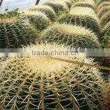 Echinocactus Grusonii Golden Ball Cactus thumbnail-1