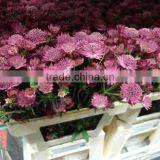 Astrantia thumbnail-2