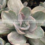 Succulent Plants Tropical Plants Decorative Plants Echeveria Decora Variegated thumbnail-2