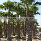 Washingtonia Robusta Palm Tree thumbnail-2