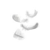 Washed White Duck Feather thumbnail-3