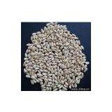 Sell Pine Nut Kernels thumbnail-1