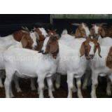 Holstein Heifers /Jersey /Brown Swiss/Boar Goat