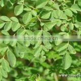 Premium Moringa Leaves for Sale thumbnail-1