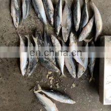 Frozen Mackerel Prices Frozen Pacific Mackerel Fish Chub Mackerel thumbnail-4