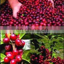 Venezuela Wholesale Fresh Coffee Beans Peeler /peeling Cocoa Sheller Machine thumbnail-5