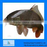 Frozen Fish Frozen Live Tilapia Fish thumbnail-1