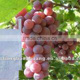 Cultivation Grow Bags For Fruit