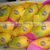 Delicious Sindhri Mango