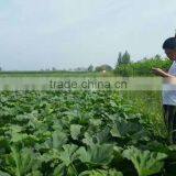 Buy Big Siz BLACK MELON SEEDS thumbnail-4