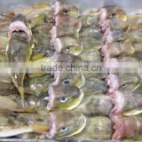 Frozen Globefish/ Puffer Fish/ Fugu Fish/LAGOCEPHALUS on Sale thumbnail-1