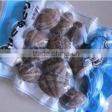 Good Quality Short Necked Clams thumbnail-2