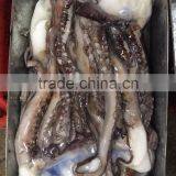 Frozen Giant Squid Tentacles/frozen Giant Squid Soft Tentacles thumbnail-2