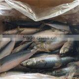 Frozen Mackerel Hot Selling thumbnail-1