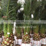 Phoenix Canariensis Palm Tree Nursery Landscaping Trees thumbnail-2