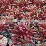 Peperomia Graveolens Decorative Plants Echeveria, Succulent Plants, Tropical Plants thumbnail-1