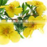 Evening Prime Rose Oil thumbnail-5