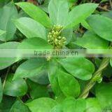 Gymnema Sylvestre thumbnail-2