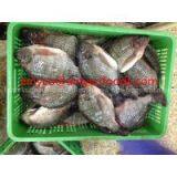 Tilapia thumbnail-3