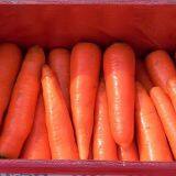 chinese fresh carrot