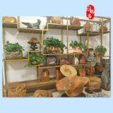 Yingde City Mingfu Garden Co., Ltd. company overview - view 2 thumbnail