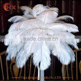 China HX Wholesale Cheap Big Size White Ostrich Feathers for Sale thumbnail-1