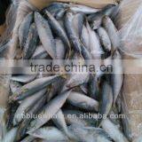 80-100g 100g up Pacific Mackerel Whole Round Frozen