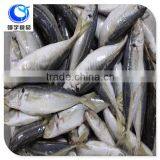 Wholesale Fish Horse Mackerel thumbnail-4