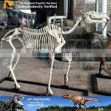 MY Dino-C062 Artificial Metal Skeleton on Sale thumbnail-5