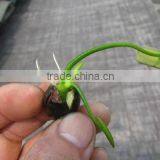 2015 Water Lily Lotus Seeds For Growing For Family Pot Landscape thumbnail-2