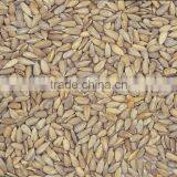 High Quality Sunflower Kernels NEW CROP thumbnail-2