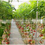 Dutch Bucket Cultivation System thumbnail-1