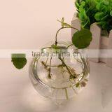 Ball Shaped Hydroponics Container Round Transparent Glass Vase for Plant thumbnail-3