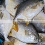 Salmon Fish Gold Pomfret thumbnail-1