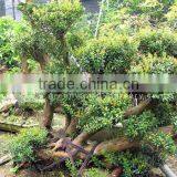 Syzygium Buxifolium Strange Shape thumbnail-1