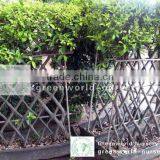 Ficus Fen Shape thumbnail-1